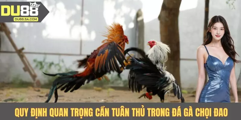 Quy định quan trọng cần tuân thủ trong đá gà chọi đao 