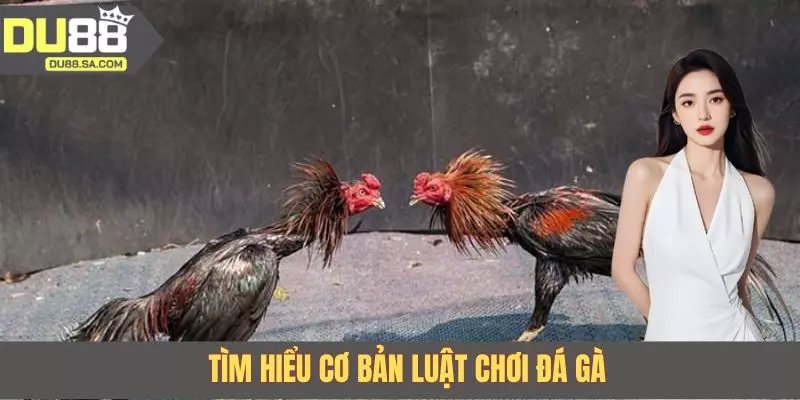 Tìm hiểu cơ bản luật chơi đá gà